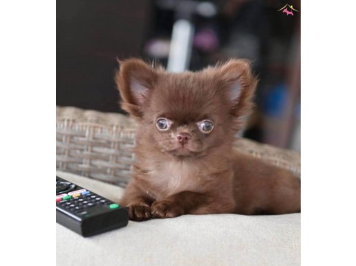 XXS GERÇEK SAFKAN LONGHAIR YAVRULAR