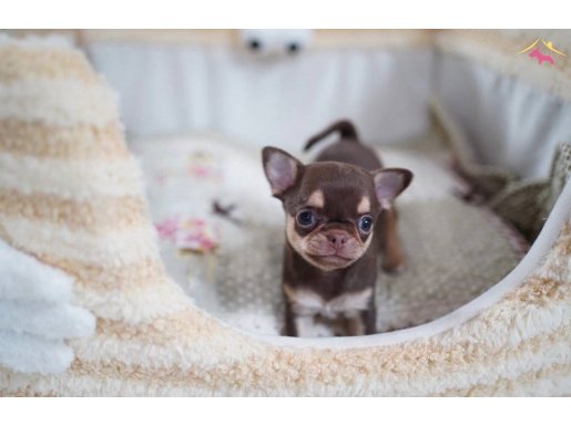 XXS SAFKAN EN İYİ GÖRSEL ÇİKOLATA YAVRULAR WC EĞİTİMLİ