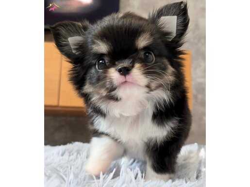 XXS EN İYİ GÖRSEL WC EĞİTİMLİ