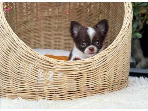 XXS EN İYİ GÖRSEL MİNİ ÇİKOLATA BEYAZ LONG WC EĞİTİMLİ