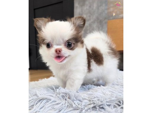 XXS SAFKAN LONGHAIR YAVRULAR DAHA İYİSİ YOK WC EĞİTİMLİ 