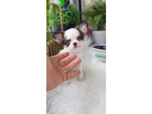 DAHA İYİSİ YOK XXS SAFKAN WC EĞTİMLİ 