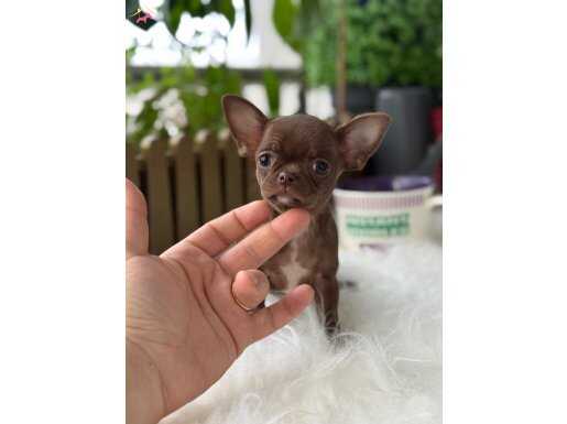 XXS MİNİ ÇİKOLATA TADINDA YAVRULAR WC EĞİTİMLİ