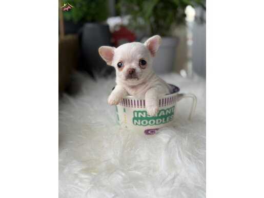 EN MİNİ GERÇEK SAFKAN YAVRUMUZ WC EĞİTİMLİ