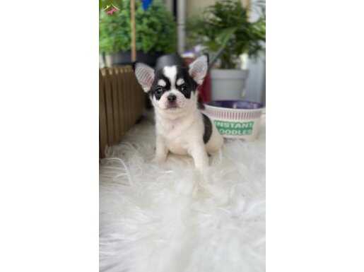 XXS APPLE FACE EĞİTİMLİ EN İYİSİ EN ÖZELİ