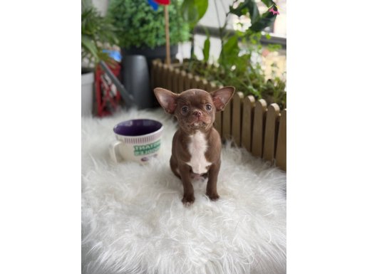 MİNİ XXS WC EĞİTİMLİ ÇİKOLATA YAVRU