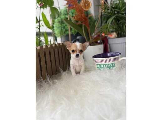 XXS EN MİNİĞİ SİZİN OLSUN İSTEYENE WC EĞİTİMLİ 