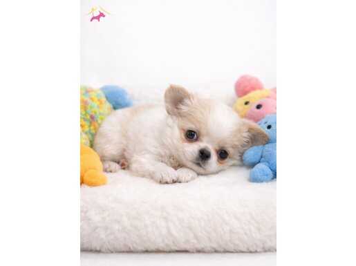 POFUDUK XXS MİNİ LONGHAIR WC EĞİTİMLİ 