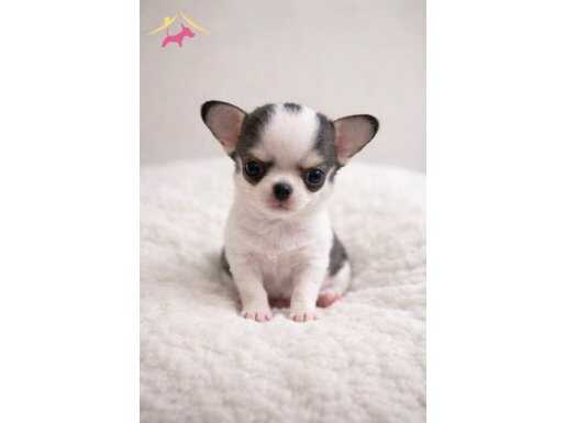 XXS BLUE COLOR MİNİ EĞİTİMLİ