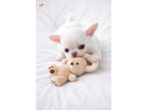 XXS MİNİ KAR BEYAZLIĞINDA APPLE FACE YAVRUMUZ WC EĞİTİMLİ 