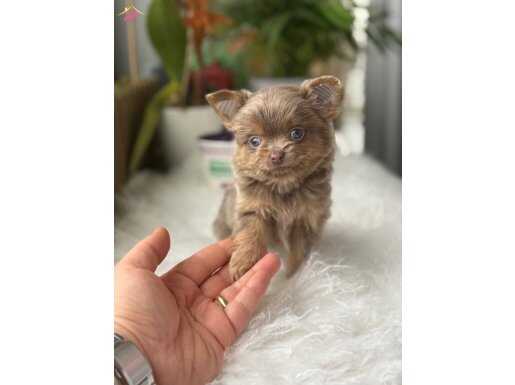 EN ÖZELİNİ İSTEYENLER XXS LİLAK LONG 500 GRAM WC EĞİTİMLİ 