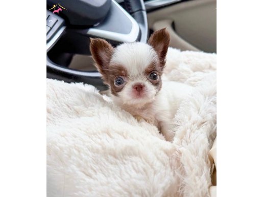 XXS WC EĞİTİMLİ EN İYİ GÖRSEL YAVRULAR DAHA İYİSİ YOK