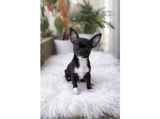 Siyah İnci Chihuahua: Tuvalet Eğitimli ve Sosyal Karakterli Mini Dost