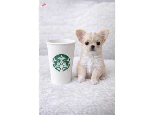 Bardak Boyunda Mini Chihuahualar: Tuvalet Eğitimi Hazır Sosyal Küçük Dostunuz