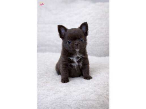 Çikolata Chihuahua Tuvalet Eğitimi Başlamış Şehirli Yavru