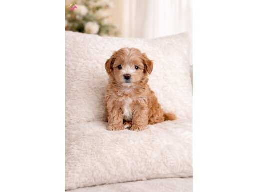 XXS Mini Morkie Yavruları ile Hayatınıza Neşe Katın