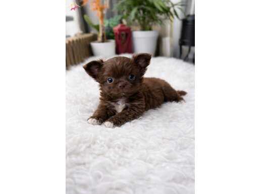 Çikolata Buklesi Şık Chihuahua | Tuvalet Eğitimli Mini Dost