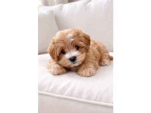 XXS Mini Maltipoo: Tuvalet Eğitimi Hazır, Sosyal ve Akıllı Can Dostu