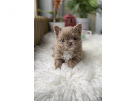 XXS Mikro Chihuahua: Tuvalet Eğitimli, Çikolata Kürklü Sosyal Fenomen