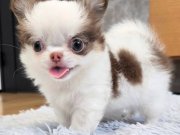 XXS SAFKAN LONGHAIR YAVRULAR DAHA İYİSİ YOK WC EĞİTİMLİ 