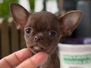 XXS MİNİ ÇİKOLATA TADINDA YAVRULAR WC EĞİTİMLİ