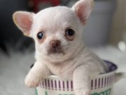 EN MİNİ GERÇEK SAFKAN YAVRUMUZ WC EĞİTİMLİ