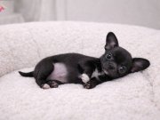 XXS Mini Siyah İnci Chihuahua | Tuvalet Eğitimi Hazır Evcil Dostunuz