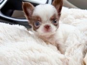 XXS WC EĞİTİMLİ EN İYİ GÖRSEL YAVRULAR DAHA İYİSİ YOK