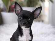 Siyah İnci Chihuahua: Tuvalet Eğitimli ve Sosyal Karakterli Mini Dost