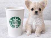 Bardak Boyunda Mini Chihuahualar: Tuvalet Eğitimi Hazır Sosyal Küçük Dostunuz