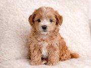 XXS Mini Morkie Yavruları ile Hayatınıza Neşe Katın