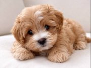 XXS Mini Maltipoo: Tuvalet Eğitimi Hazır, Sosyal ve Akıllı Can Dostu