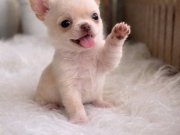 EN KÜÇÜK MİNİ BOYUT WC EĞİTİMLİ 