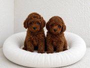 TOY POODLE YAVRULAR WC EĞİTİMLİ 