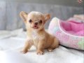 SAFKAN MİNİ XXS LONGHAIR CHIHUAHUA WX EĞİTİMLİ 