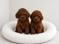 TOY POODLE YAVRULAR WC EĞİTİMLİ 