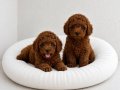 TOY POODLE YAVRULAR WC EĞİTİMLİ 