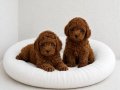 TOY POODLE YAVRULAR WC EĞİTİMLİ 