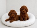 TOY POODLE YAVRULAR WC EĞİTİMLİ 