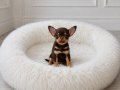 XXS CHIHUAHUA APPLE FACE 