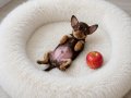 XXS CHIHUAHUA APPLE FACE 