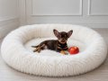 XXS CHIHUAHUA APPLE FACE 