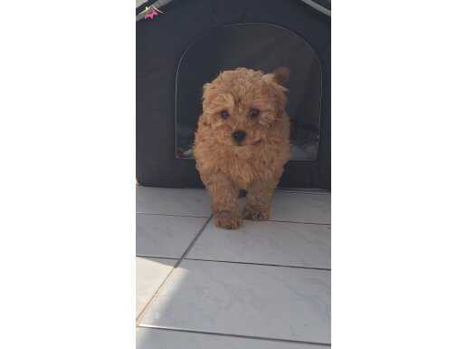 Orijinal mikrochipli toy poodle 
