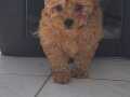 Orijinal mikrochipli toy poodle 