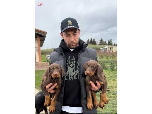 Secereli Doberman Yavruları