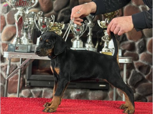 Üst Kalite Doberman Yavruları