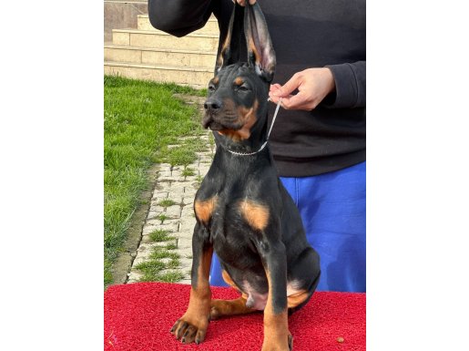 Show Kalite Safkan Dobermann Yavruları 