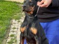 Show Kalite Safkan Dobermann Yavruları 