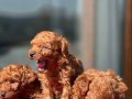 Oyuncak Gibi ToyPoodle Yavruları