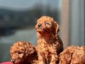 Oyuncak Gibi ToyPoodle Yavruları